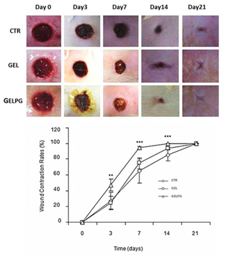https://cdn.ncbi.nlm.nih.gov/pmc/blobs/9d56/7763089/4152e3f80747/pharmaceutics-12-01204-g005.jpg