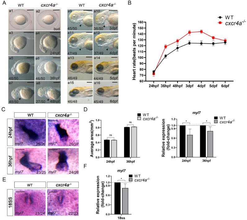 https://cdn.ncbi.nlm.nih.gov/pmc/blobs/9d5a/11300898/2dfb0242a50e/gr1.jpg