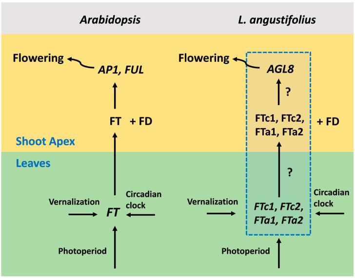 https://cdn.ncbi.nlm.nih.gov/pmc/blobs/9d5a/11678331/e8316298220f/plants-13-03548-g001.jpg