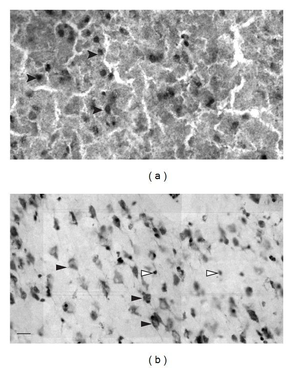 https://cdn.ncbi.nlm.nih.gov/pmc/blobs/9d5c/3388421/82f9cfeb0c5e/NP2012-197264.002.jpg