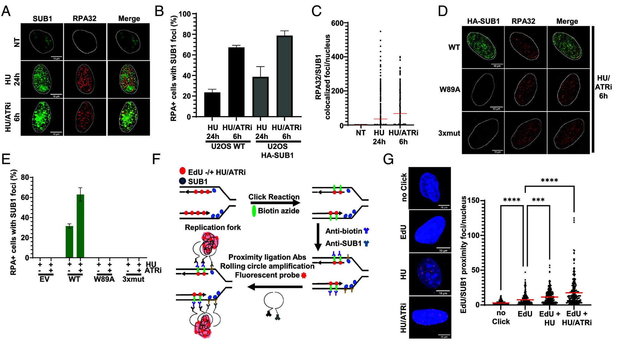 https://cdn.ncbi.nlm.nih.gov/pmc/blobs/9d5f/11745411/6bd2b94e331d/pnas.2419712122fig05.jpg