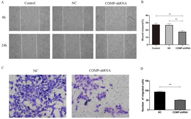 https://cdn.ncbi.nlm.nih.gov/pmc/blobs/9d5f/7890313/492aa57a007f/jcav12p1623g004.jpg