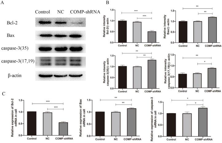 https://cdn.ncbi.nlm.nih.gov/pmc/blobs/9d5f/7890313/8d9cda7e45ac/jcav12p1623g006.jpg