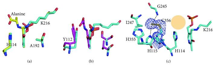 https://cdn.ncbi.nlm.nih.gov/pmc/blobs/9d68/5426080/c0f70b808c88/ARCHAEA2017-5395293.005.jpg