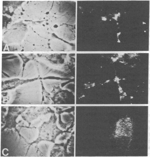 https://cdn.ncbi.nlm.nih.gov/pmc/blobs/9d69/349542/7089a8704aa5/pnas00492-0694-b.jpg