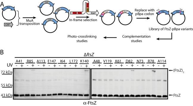 https://cdn.ncbi.nlm.nih.gov/pmc/blobs/9d69/6050046/42b8a6c634a5/elife-35578-fig3.jpg