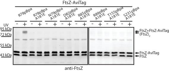 https://cdn.ncbi.nlm.nih.gov/pmc/blobs/9d69/6050046/d20c97109ed3/elife-35578-fig6.jpg
