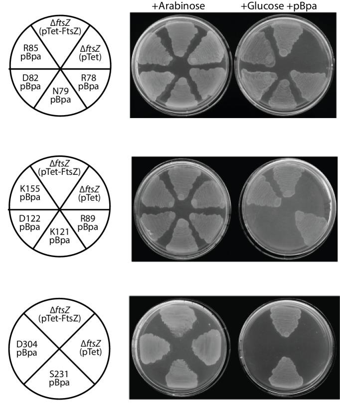 https://cdn.ncbi.nlm.nih.gov/pmc/blobs/9d69/6050046/e10c90996766/elife-35578-fig4-figsupp1.jpg