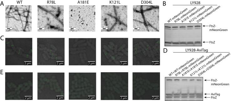 https://cdn.ncbi.nlm.nih.gov/pmc/blobs/9d69/6050046/e29430175e22/elife-35578-fig7.jpg