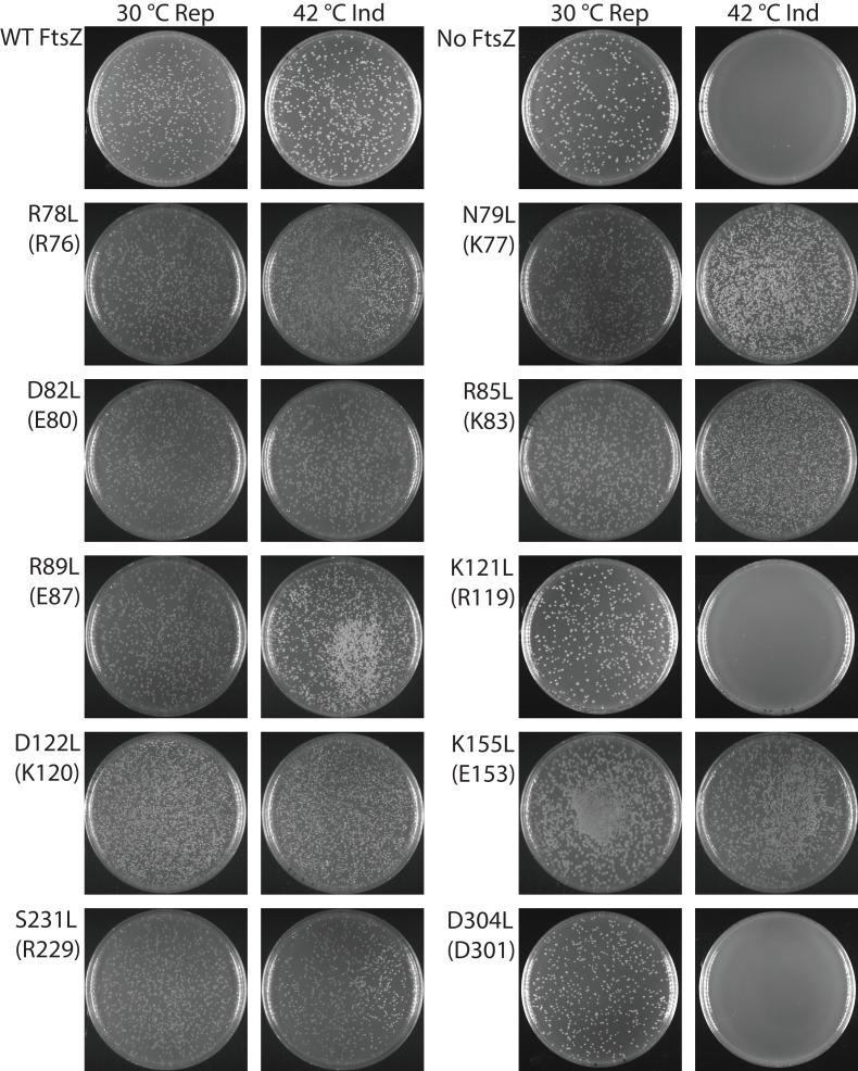 https://cdn.ncbi.nlm.nih.gov/pmc/blobs/9d69/6050046/e87d7f2cbc19/elife-35578-fig4.jpg