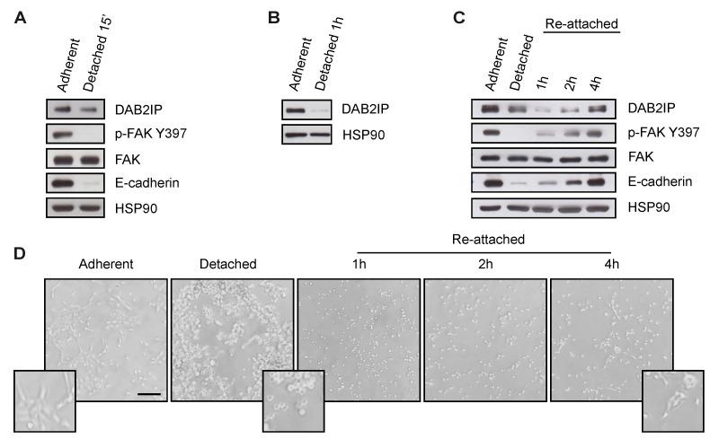 https://cdn.ncbi.nlm.nih.gov/pmc/blobs/9d6c/10340159/3dd0a9df23d2/cancers-15-03379-g002.jpg