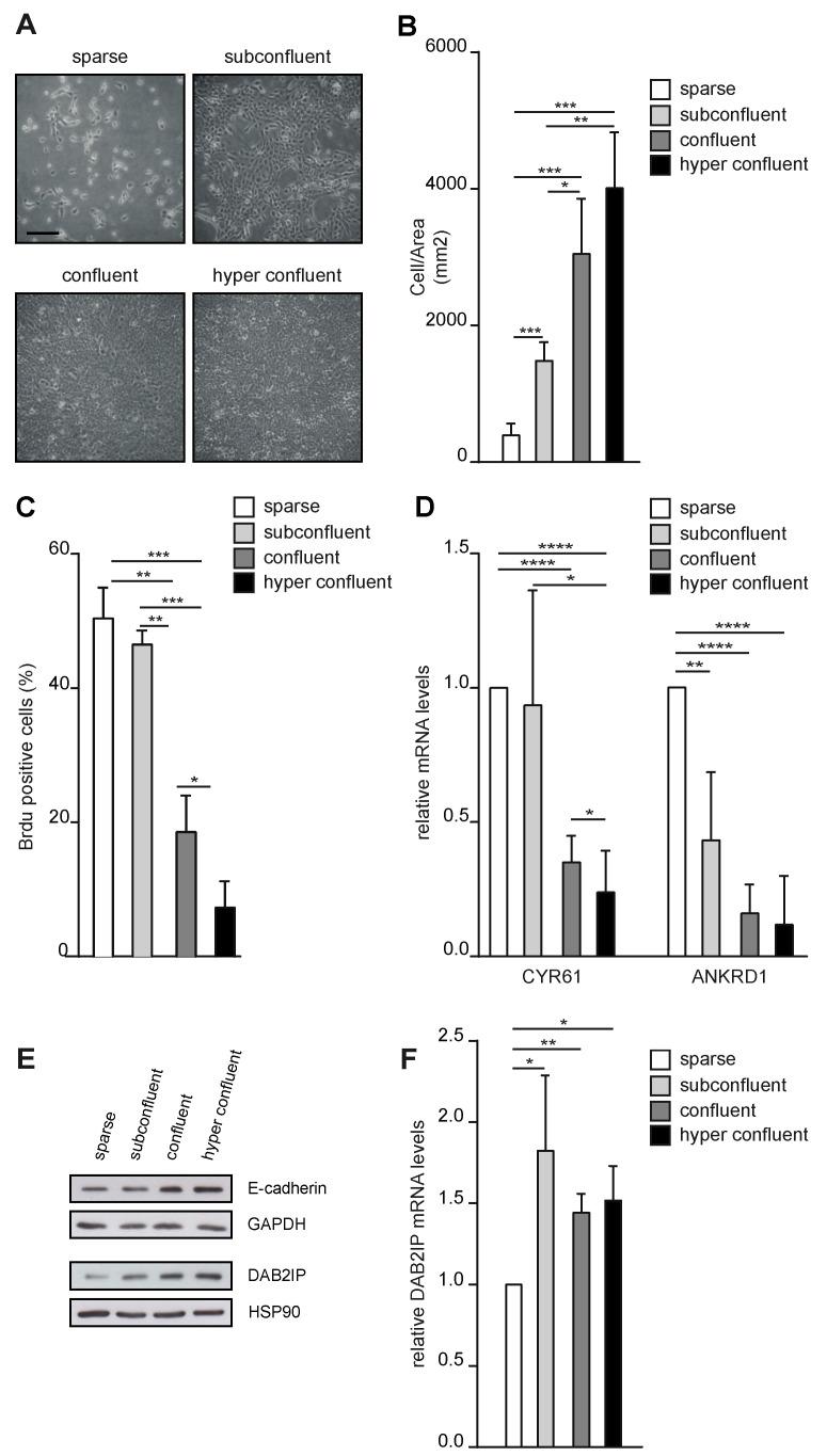 https://cdn.ncbi.nlm.nih.gov/pmc/blobs/9d6c/10340159/4865dda3c89b/cancers-15-03379-g001.jpg