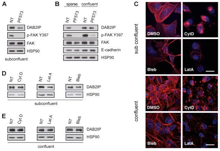 https://cdn.ncbi.nlm.nih.gov/pmc/blobs/9d6c/10340159/74bd49eed2b9/cancers-15-03379-g004.jpg