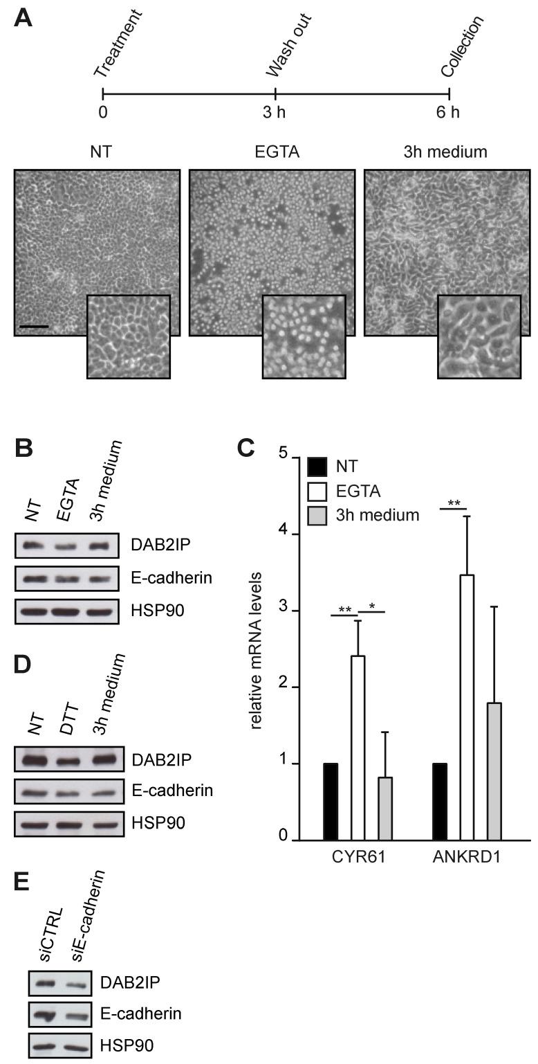 https://cdn.ncbi.nlm.nih.gov/pmc/blobs/9d6c/10340159/81d04542a322/cancers-15-03379-g003.jpg