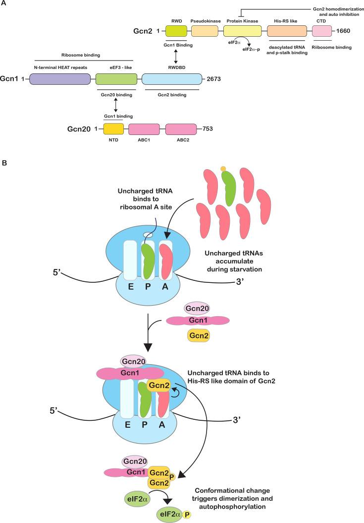 https://cdn.ncbi.nlm.nih.gov/pmc/blobs/9d6c/12224898/147899fe5c2c/BST-BST20253034-g002.jpg