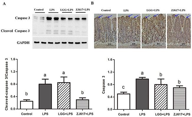 https://cdn.ncbi.nlm.nih.gov/pmc/blobs/9d6e/5652795/e5e67a7e01d5/oncotarget-08-77489-g005.jpg