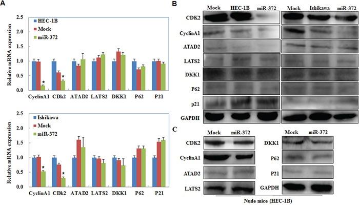 https://cdn.ncbi.nlm.nih.gov/pmc/blobs/9d70/4872740/6f4e7b78bf7f/oncotarget-07-6649-g006.jpg