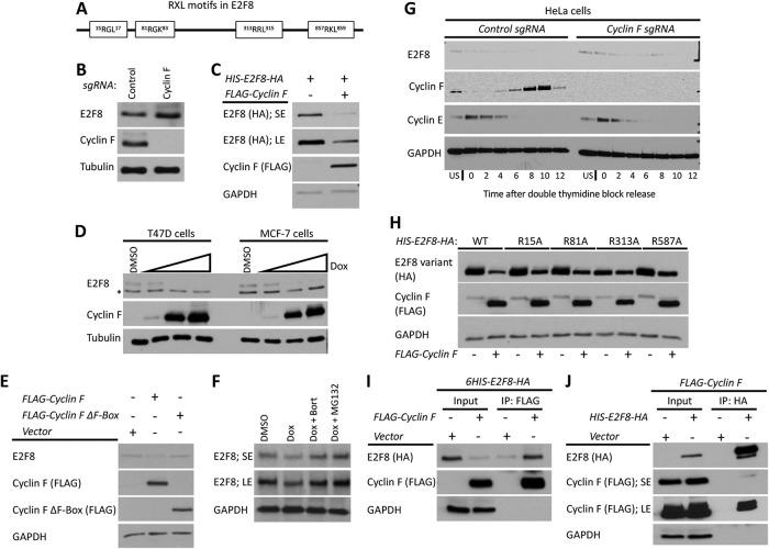 https://cdn.ncbi.nlm.nih.gov/pmc/blobs/9d70/7185961/f5ba4dcd3046/mbc-31-725-g008.jpg