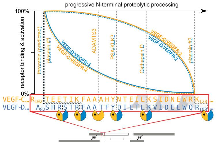 https://cdn.ncbi.nlm.nih.gov/pmc/blobs/9d73/7926383/36f8f97c0d2a/biology-10-00167-g005.jpg