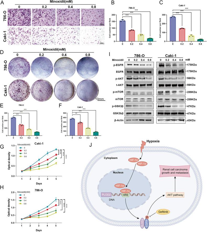 https://cdn.ncbi.nlm.nih.gov/pmc/blobs/9d75/10679098/0facc21cc7f5/41419_2023_6298_Fig8_HTML.jpg