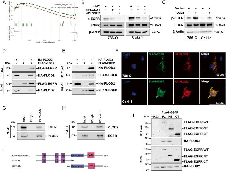 https://cdn.ncbi.nlm.nih.gov/pmc/blobs/9d75/10679098/212b5060c601/41419_2023_6298_Fig6_HTML.jpg