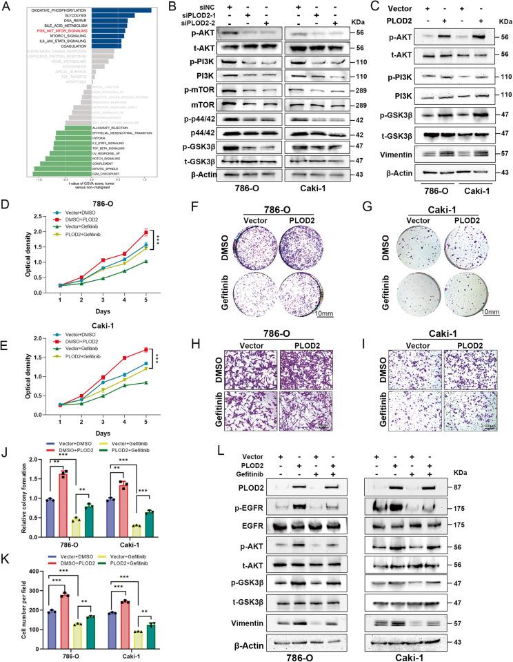 https://cdn.ncbi.nlm.nih.gov/pmc/blobs/9d75/10679098/f6698cdf509a/41419_2023_6298_Fig7_HTML.jpg