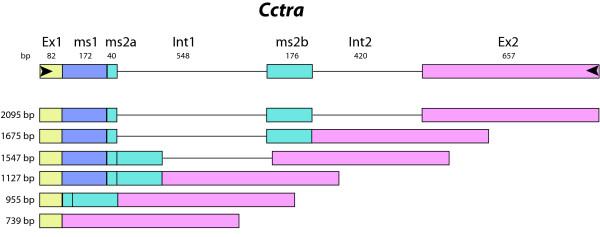https://cdn.ncbi.nlm.nih.gov/pmc/blobs/9d7a/2826288/166ba518264b/1471-213X-10-12-6.jpg