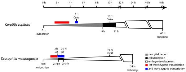 https://cdn.ncbi.nlm.nih.gov/pmc/blobs/9d7a/2826288/50444dfbe2b2/1471-213X-10-12-7.jpg