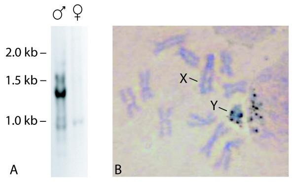 https://cdn.ncbi.nlm.nih.gov/pmc/blobs/9d7a/2826288/dfc79a5c79da/1471-213X-10-12-4.jpg