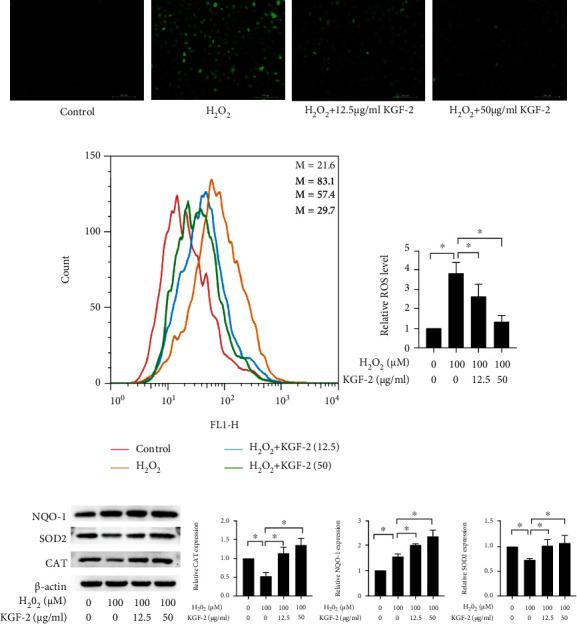 https://cdn.ncbi.nlm.nih.gov/pmc/blobs/9d7b/8872674/b734ff949575/OMCL2022-6933812.003.jpg