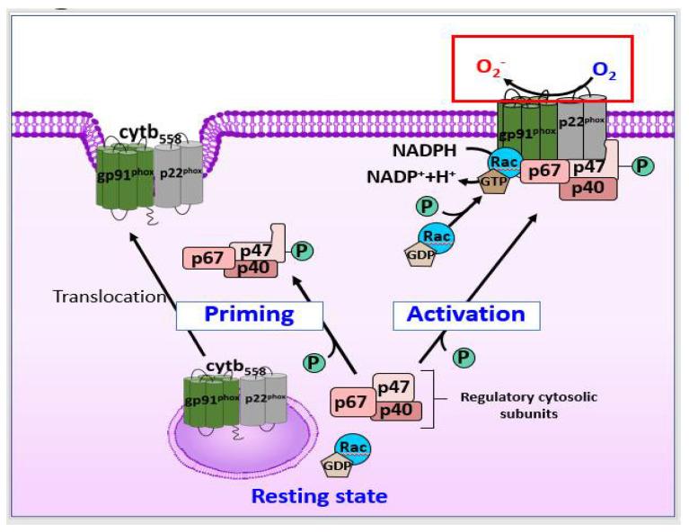 https://cdn.ncbi.nlm.nih.gov/pmc/blobs/9d7c/8868362/50a1d70ccce5/antioxidants-11-00197-g002.jpg