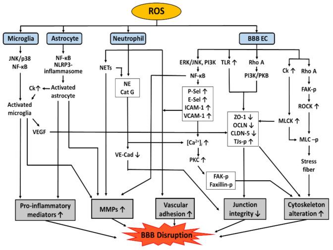 https://cdn.ncbi.nlm.nih.gov/pmc/blobs/9d7c/8868362/ca49cc95ef40/antioxidants-11-00197-g003.jpg
