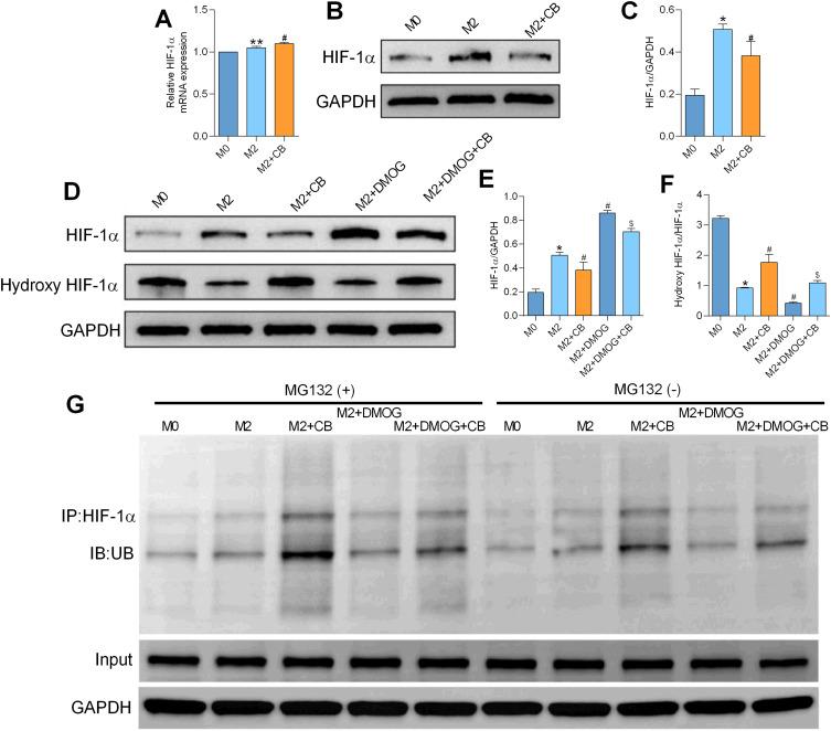https://cdn.ncbi.nlm.nih.gov/pmc/blobs/9d7e/12327427/262c7c769fbc/DDDT-19-6647-g0003.jpg