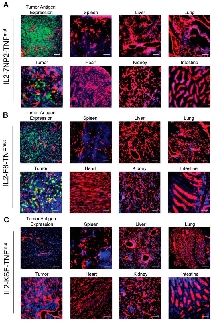 https://cdn.ncbi.nlm.nih.gov/pmc/blobs/9d7f/10123652/e8dcc6e25736/antibodies-12-00029-g003.jpg