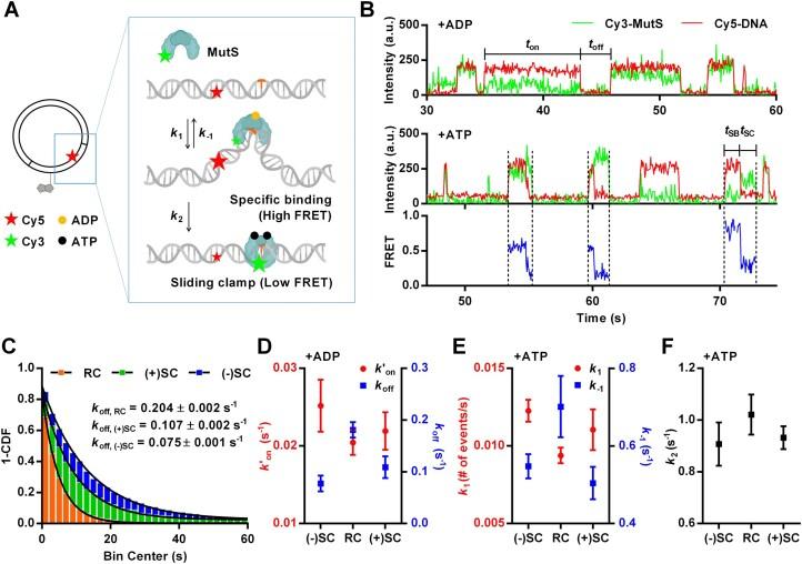 https://cdn.ncbi.nlm.nih.gov/pmc/blobs/9d80/12205362/4739855fc05d/gkaf581fig3.jpg