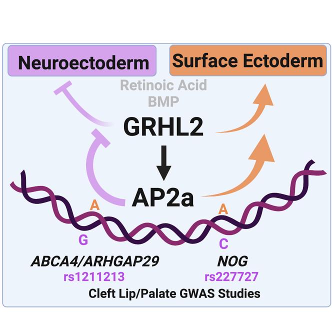 https://cdn.ncbi.nlm.nih.gov/pmc/blobs/9d86/9950457/e9ae4c65c8a1/fx1.jpg