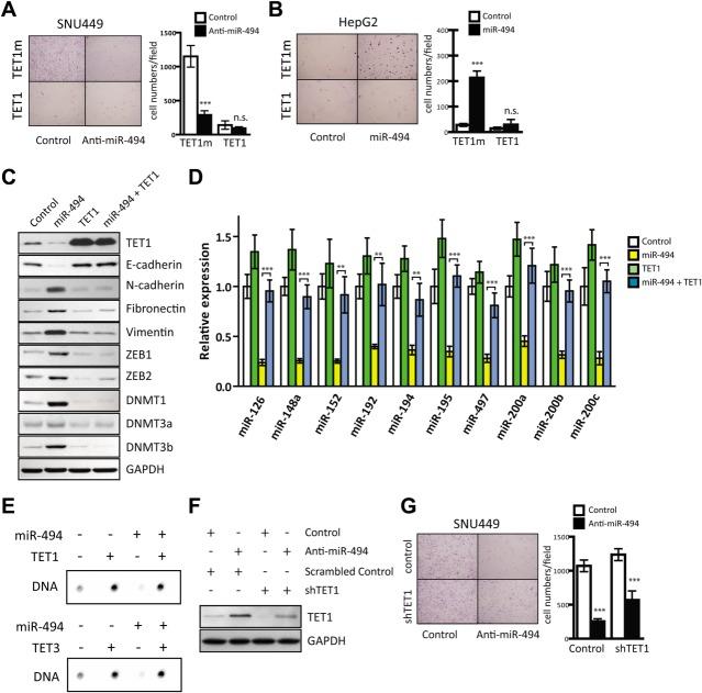 https://cdn.ncbi.nlm.nih.gov/pmc/blobs/9d8a/4682466/6656aaf01546/hep0062-0466-f5.jpg