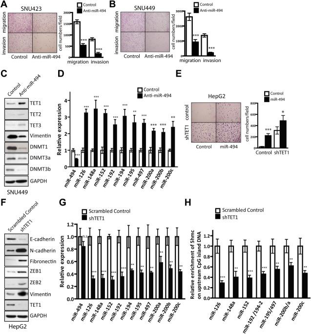 https://cdn.ncbi.nlm.nih.gov/pmc/blobs/9d8a/4682466/9821bba4cade/hep0062-0466-f4.jpg