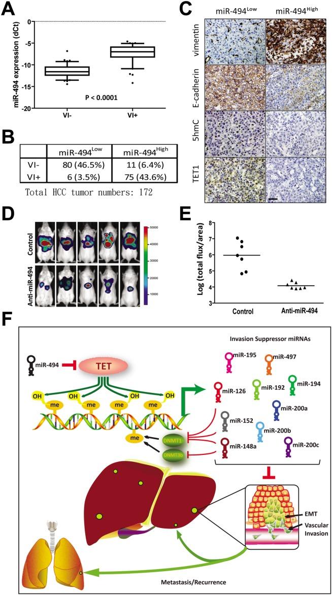 https://cdn.ncbi.nlm.nih.gov/pmc/blobs/9d8a/4682466/9ac70d43cb55/hep0062-0466-f6.jpg