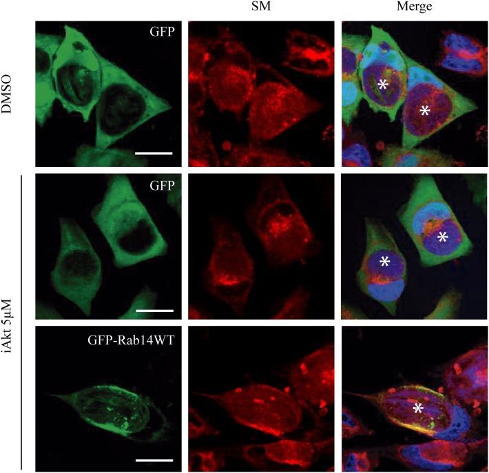 https://cdn.ncbi.nlm.nih.gov/pmc/blobs/9d8a/6456686/085d2135c173/fmicb-10-00666-g007.jpg