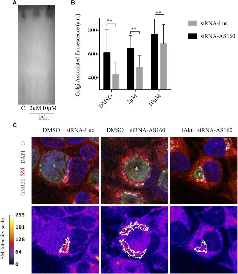 https://cdn.ncbi.nlm.nih.gov/pmc/blobs/9d8a/6456686/0e3af0ded5ec/fmicb-10-00666-g006.jpg