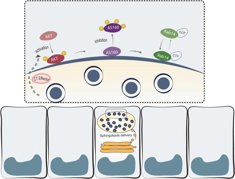 https://cdn.ncbi.nlm.nih.gov/pmc/blobs/9d8a/6456686/7ac73c7582e6/fmicb-10-00666-g009.jpg