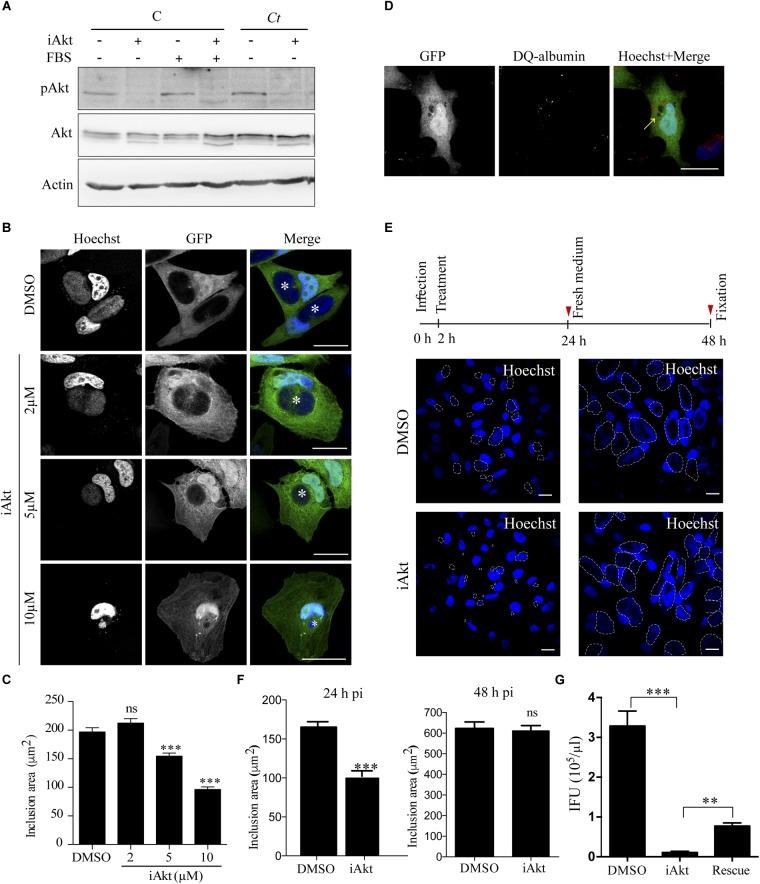 https://cdn.ncbi.nlm.nih.gov/pmc/blobs/9d8a/6456686/c2a5644fe52c/fmicb-10-00666-g002.jpg