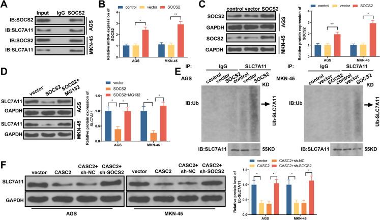 https://cdn.ncbi.nlm.nih.gov/pmc/blobs/9d8f/10808632/0253ae5148ba/10565_2024_9843_Fig6_HTML.jpg