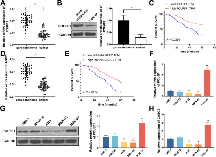 https://cdn.ncbi.nlm.nih.gov/pmc/blobs/9d8f/10808632/0cd6e7fe5a59/10565_2024_9843_Fig1_HTML.jpg