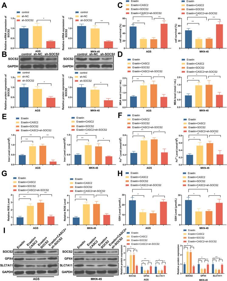 https://cdn.ncbi.nlm.nih.gov/pmc/blobs/9d8f/10808632/3b45a5c84f7a/10565_2024_9843_Fig7_HTML.jpg
