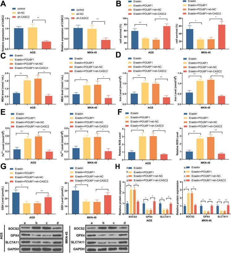https://cdn.ncbi.nlm.nih.gov/pmc/blobs/9d8f/10808632/60c9f7c00aec/10565_2024_9843_Fig4_HTML.jpg