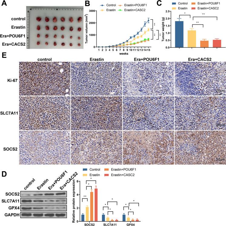 https://cdn.ncbi.nlm.nih.gov/pmc/blobs/9d8f/10808632/cabdf21bca6e/10565_2024_9843_Fig8_HTML.jpg