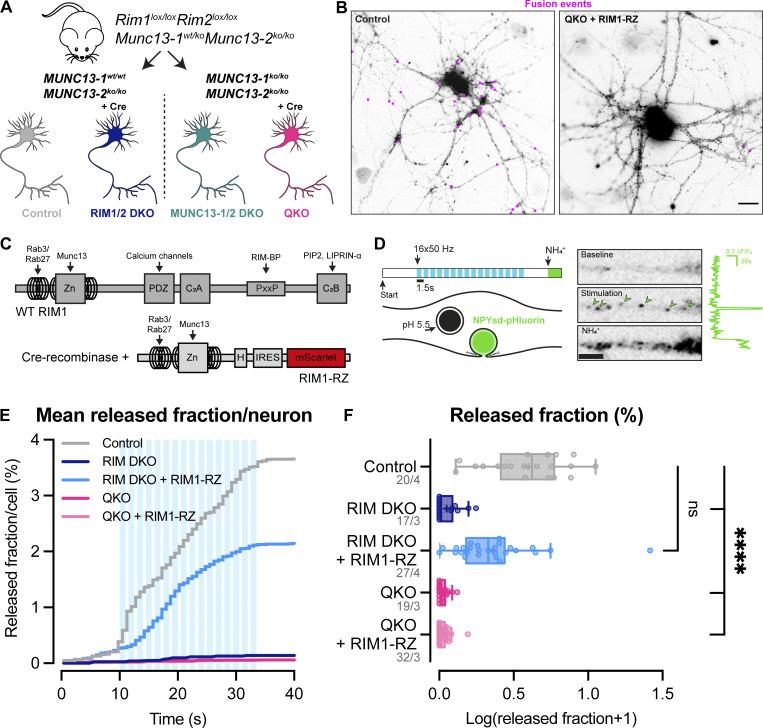 https://cdn.ncbi.nlm.nih.gov/pmc/blobs/9d90/12240046/54465a9ebac5/jcb_202409196_fig1.jpg