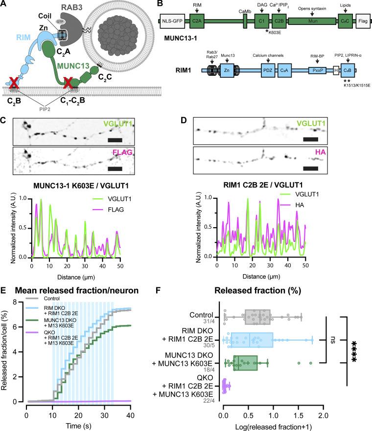 https://cdn.ncbi.nlm.nih.gov/pmc/blobs/9d90/12240046/6425ec57c06c/jcb_202409196_fig5.jpg